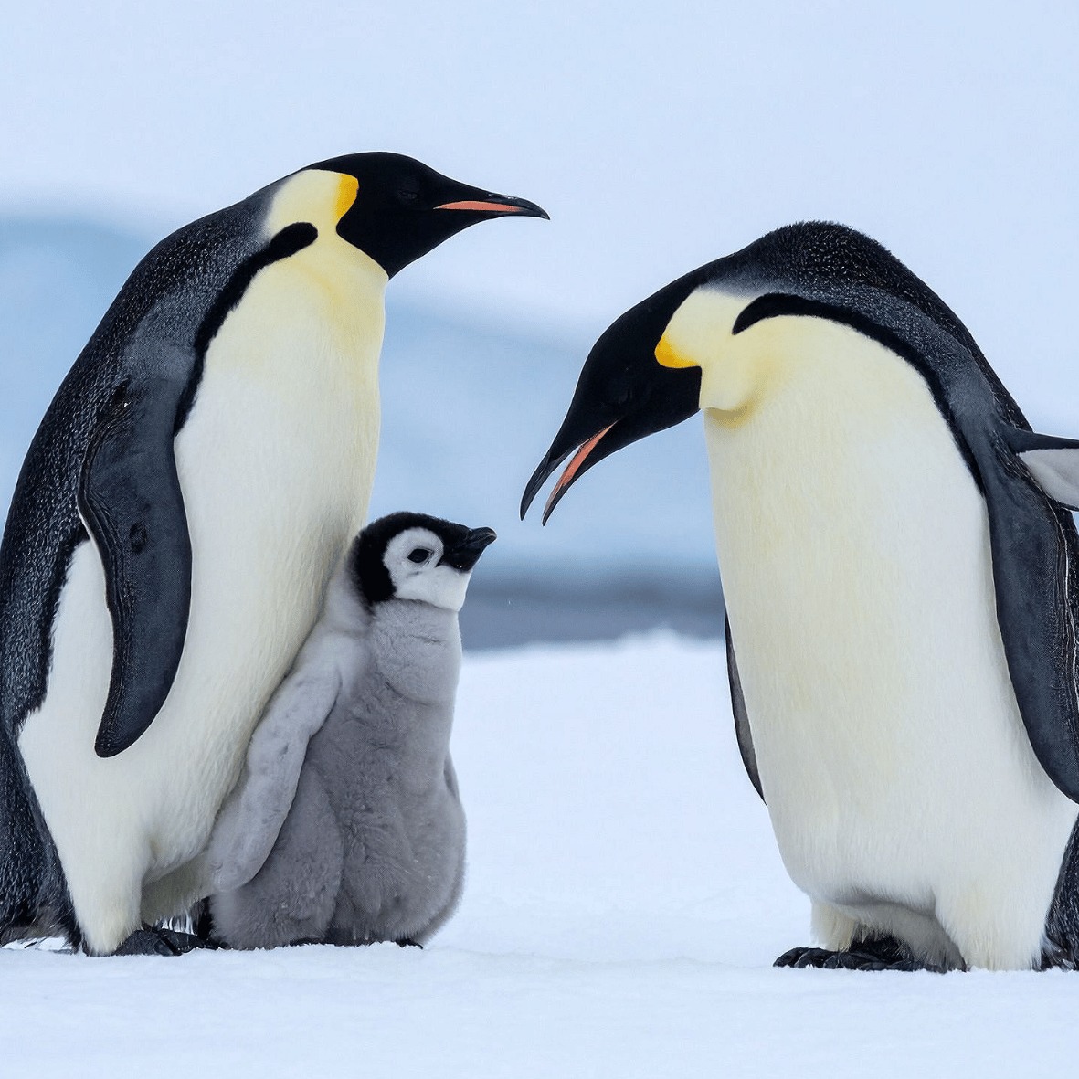 Photo of Antarctica